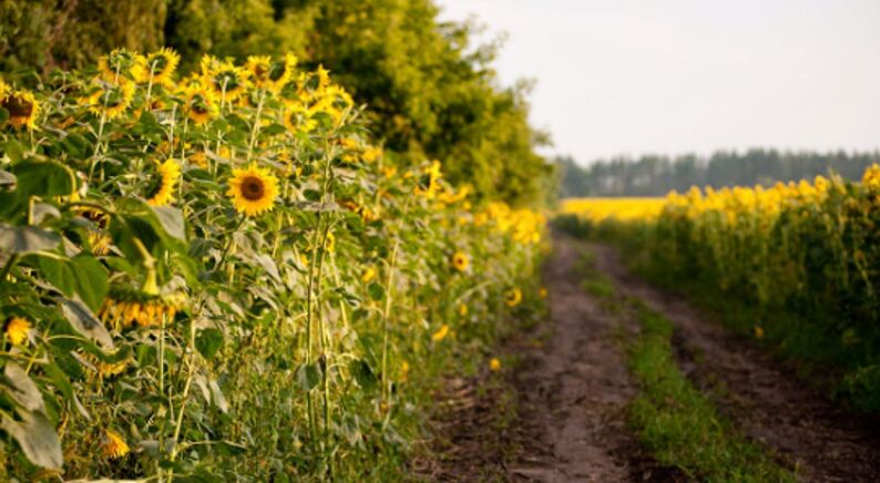 jalan-jalan di luar di ladang bunga matahari sebagai cara untuk meremajakan kulit di sekitar mata