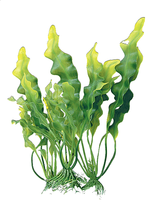 kompleks alga dalam krim